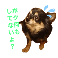 [LINEスタンプ] チワワの英二くん