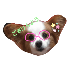 [LINEスタンプ] うちのブーちゃん 2