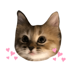 [LINEスタンプ] もありんの猫スタンプ2