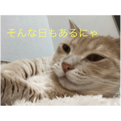 [LINEスタンプ] 毎日楽しく生きるにゃ