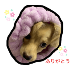 [LINEスタンプ] みるくちゃん1