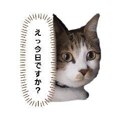 [LINEスタンプ] にこはなスタンプ