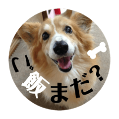 [LINEスタンプ] 我が家のラナ様♡