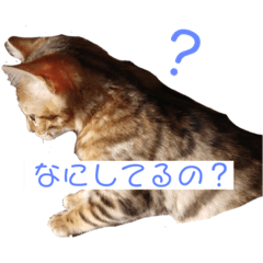 [LINEスタンプ] ベンガル猫のハッピー