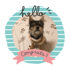 [LINEスタンプ] うちの犬2((ココア