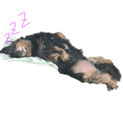 [LINEスタンプ] カニヘーンダックスフンドのおデブ犬