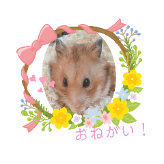 [LINEスタンプ] 大好きなこむぎ‪♡