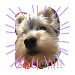 [LINEスタンプ] 忠犬アル