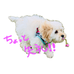 [LINEスタンプ] 家族のアイドル犬こむぎ