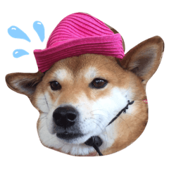 [LINEスタンプ] 柴犬ハナ様