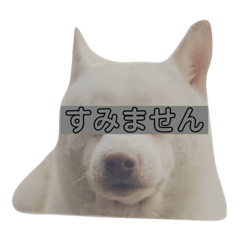 [LINEスタンプ] 白柴しろまる。その2