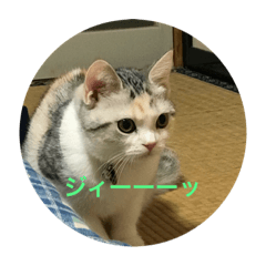 [LINEスタンプ] わが家の猫姫