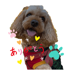 [LINEスタンプ] キャバプーわんこスタンプ