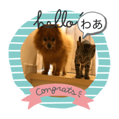 [LINEスタンプ] ねこといぬ！のスタンプ