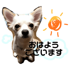 [LINEスタンプ] 愛犬チワワのりっぷちゃん