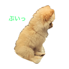 [LINEスタンプ] ポメラニアン のぽこ③