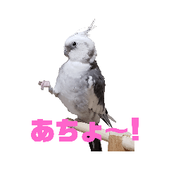 [LINEスタンプ] オカメインコのぽっぽさん