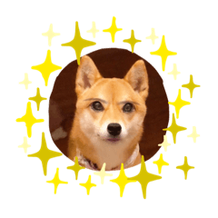 [LINEスタンプ] 豆柴あるある
