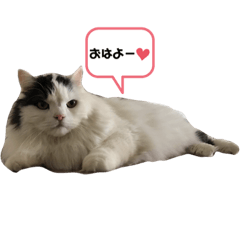 [LINEスタンプ] スコティッシュフォールドのマロ