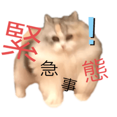 [LINEスタンプ] ぽーむぽーむぽむ♪2