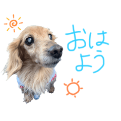 [LINEスタンプ] ちょこちゃんのお返事スタンプ 2020