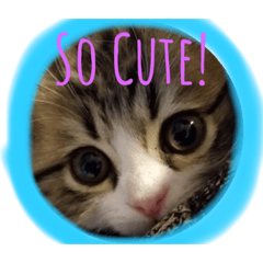 [LINEスタンプ] ネコちゃんスタンプ。