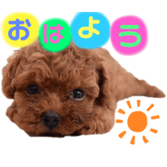 [LINEスタンプ] 犬♡トイプードル家族