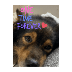 [LINEスタンプ] 犬（one）time forever