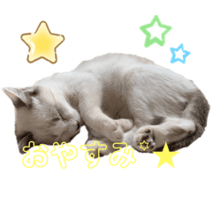 [LINEスタンプ] ねこねこすたんぷ！！！