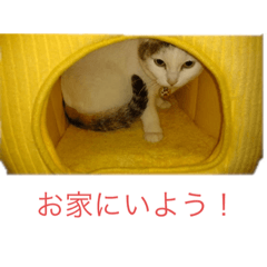 [LINEスタンプ] かわいい猫ネコ