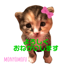 [LINEスタンプ] もにょもふ 子猫編1