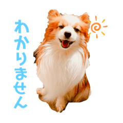 [LINEスタンプ] らっきたん