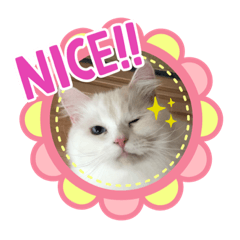 [LINEスタンプ] あいさつねこきち②