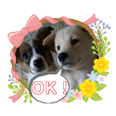 [LINEスタンプ] 保護犬達のスタンプいろいろ