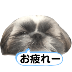 [LINEスタンプ] でかシーズーが関西弁でお伝えします。
