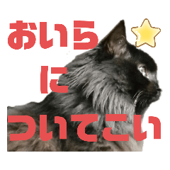 [LINEスタンプ] にゃーた四