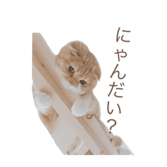 [LINEスタンプ] きなこ    かわいい 白茶トラ