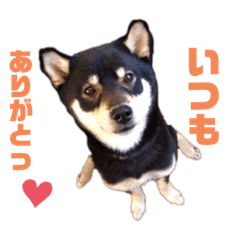 [LINEスタンプ] 黒柴 プリンス金時ちゃん