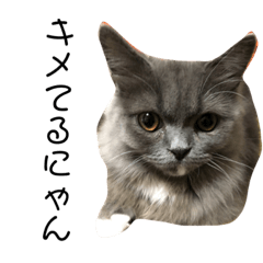 [LINEスタンプ] ちーとまるの生活