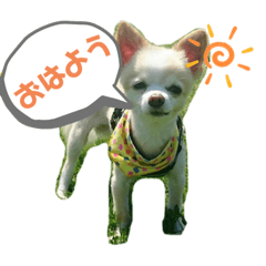 [LINEスタンプ] チワワのくうちゃん♪