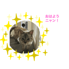 [LINEスタンプ] ニャンの気分