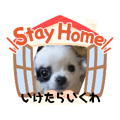 [LINEスタンプ] チワワの心菜