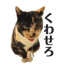[LINEスタンプ] ヌッコ in Kamakura