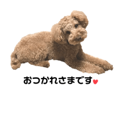 [LINEスタンプ] トイプードルのすたんぷ♡