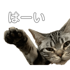 [LINEスタンプ] （アメショ）スタンプ