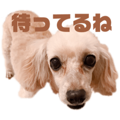 [LINEスタンプ] トイプーポムさんのスタンプpart2