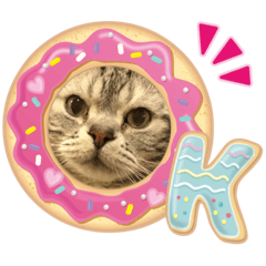 [LINEスタンプ] 猫の写真のスタンプ日常