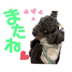 [LINEスタンプ] ちっちゃいトイプードルの杏ちゃん2