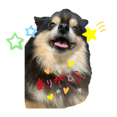 [LINEスタンプ] こまめスタンプ1