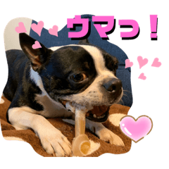 [LINEスタンプ] ウチのボストンテリア②